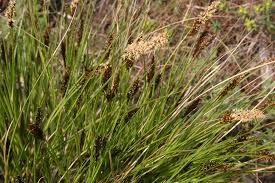 Attēlu rezultāti vaicājumam “Carex davalliana”