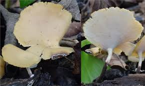Attēlu rezultāti vaicājumam “Polyporus varius”