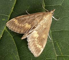 Attēlu rezultāti vaicājumam “Pyralididae”