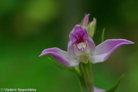 Attēlu rezultāti vaicājumam “Cephalanthera rubra leaf”