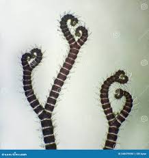 Attēlu rezultāti vaicājumam “Ceramium sp.”