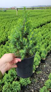 Attēlu rezultāti vaicājumam “Picea”