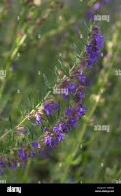 Image result for Ysop