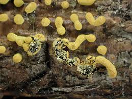 Attēlu rezultāti vaicājumam “Physarum bryocorticola macro”