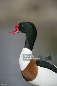 Attēlu rezultāti vaicājumam “Tadorna tadorna male”