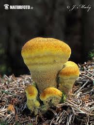 Attēlu rezultāti vaicājumam “Phaeolus schweinitzii”