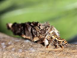 Attēlu rezultāti vaicājumam “Canephora hirsuta”