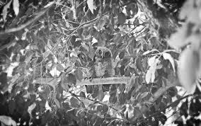 Image result for www.nuevosvecinos.com