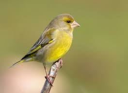 Attēlu rezultāti vaicājumam “Chloris chloris”