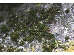 Attēlu rezultāti vaicājumam “Orthotrichum diaphanum”