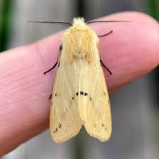 Attēlu rezultāti vaicājumam “Spilosoma lutea”