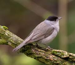 Attēlu rezultāti vaicājumam “Sylvia atricapilla”