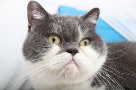 猫次郎에 대한 이미지 검색결과