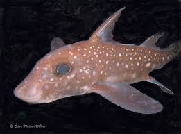 Image result for Hydrolagus colliei