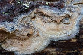 Attēlu rezultāti vaicājumam “Phlebiopsis gigantea”