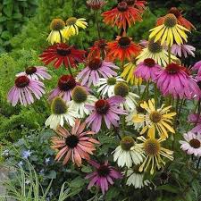 Image result for Echinacea Lustre hybrids