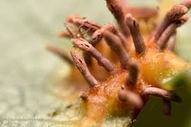 Attēlu rezultāti vaicājumam “Gymnosporangium sp.”