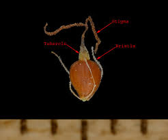 Attēlu rezultāti vaicājumam “Eleocharis uniglumis fruit”