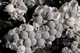 Attēlu rezultāti vaicājumam “Badhamia capsulifera”