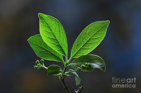 Attēlu rezultāti vaicājumam “Euonymus europaeus leaf”