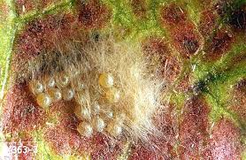 Attēlu rezultāti vaicājumam “Agrotis ripae larva”