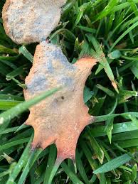 Attēlu rezultāti vaicājumam “Fuligo septica cf. rufa spores”