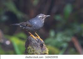 Image result for Zoothera sibirica