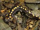 Spotted Salamanders, Spotted Salamander Pictures, Spotted.