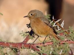 Image result for Phoenicurus moussieri