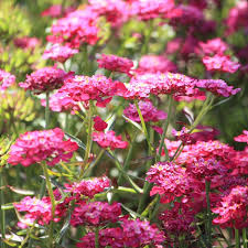 Image result for Schleifenblume