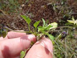 Attēlu rezultāti vaicājumam “Viola tricolor subsp. curtisii bud”