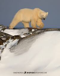 Image result for Gymnura natalensis