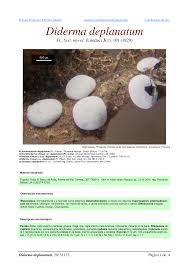 Attēlu rezultāti vaicājumam “Diderma deplanatum”