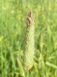 Attēlu rezultāti vaicājumam “Phalaroides arundinacea”