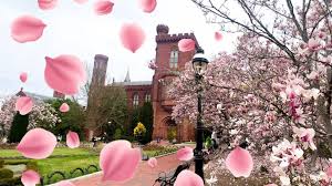 Image result for "cherry blossom" washington