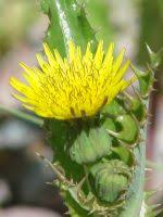 Attēlu rezultāti vaicājumam “Sonchus asper leaf”