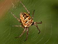 Attēlu rezultāti vaicājumam “Xysticus ulmi adult”