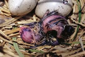 Attēlu rezultāti vaicājumam “Fulica atra eggs”