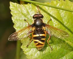 Attēlu rezultāti vaicājumam “Sericomyia silentis”