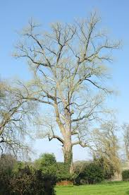 Attēlu rezultāti vaicājumam “Populus x canadensis”