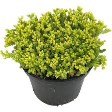 Image result for Mauerpfeffer