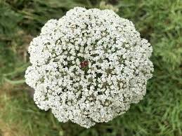 Attēlu rezultāti vaicājumam “Taxus baccata female flower”