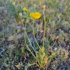Image result for Alpenmohn