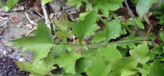 Attēlu rezultāti vaicājumam “Mycelis muralis”