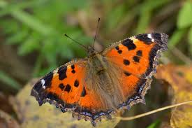 Attēlu rezultāti vaicājumam “Nymphalis xanthomelas upperside”