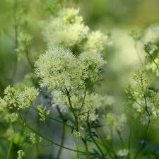 Attēlu rezultāti vaicājumam “Thalictrum flavum flower”