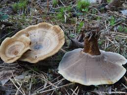 Attēlu rezultāti vaicājumam “Coltricia perennis”