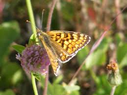 Attēlu rezultāti vaicājumam “Melitaea phoebe underside”