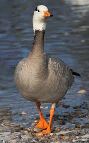 Attēlu rezultāti vaicājumam “Anser anser”