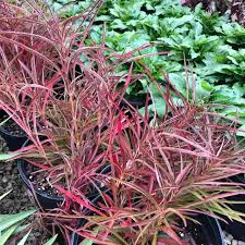 Attēlu rezultāti vaicājumam “Lophozia laxa”